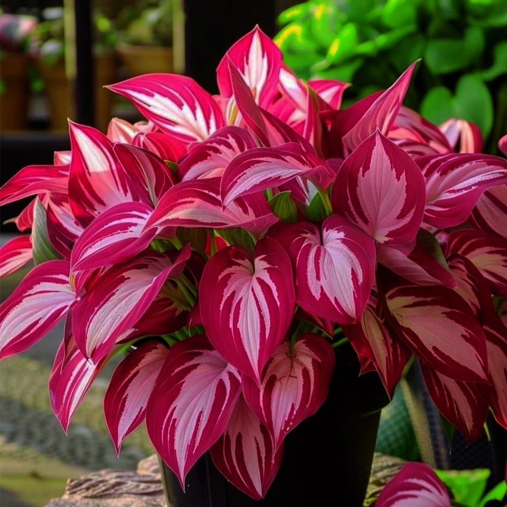 Mixed Hosta Seeds Collection(300+ Seeds),Variegated & Blue Foliage Shade Plants,
