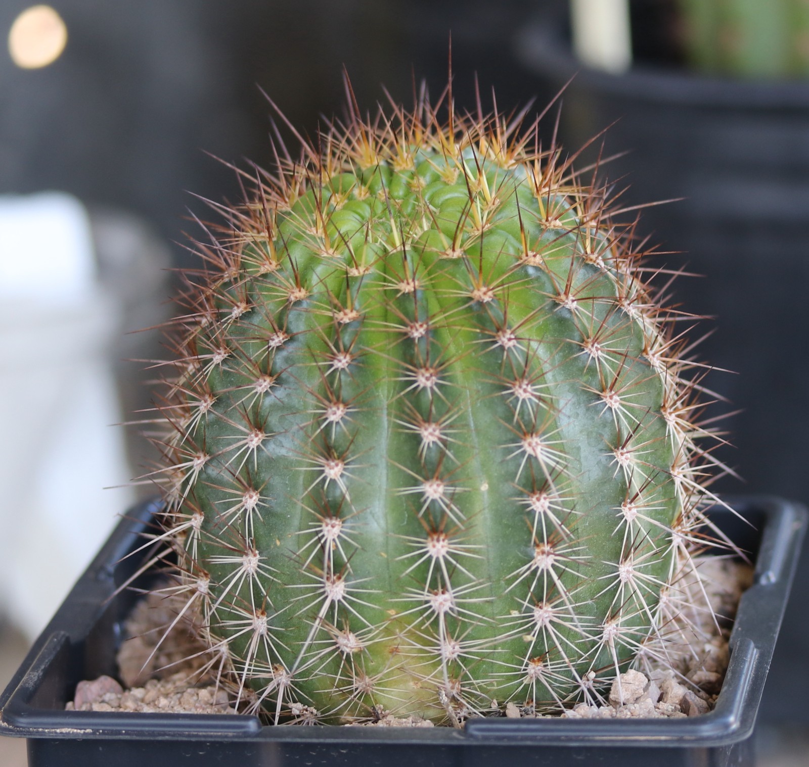 Tricho hybrid ‘Star Ruby’