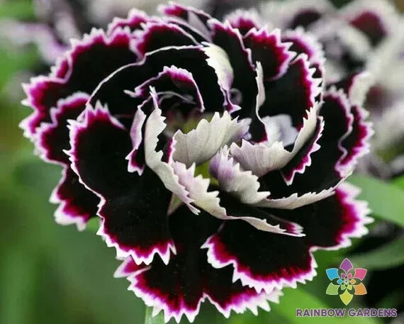 200+ Black & White Chianti Carnation Seeds for Garden – USA – FREE SHIPPING!