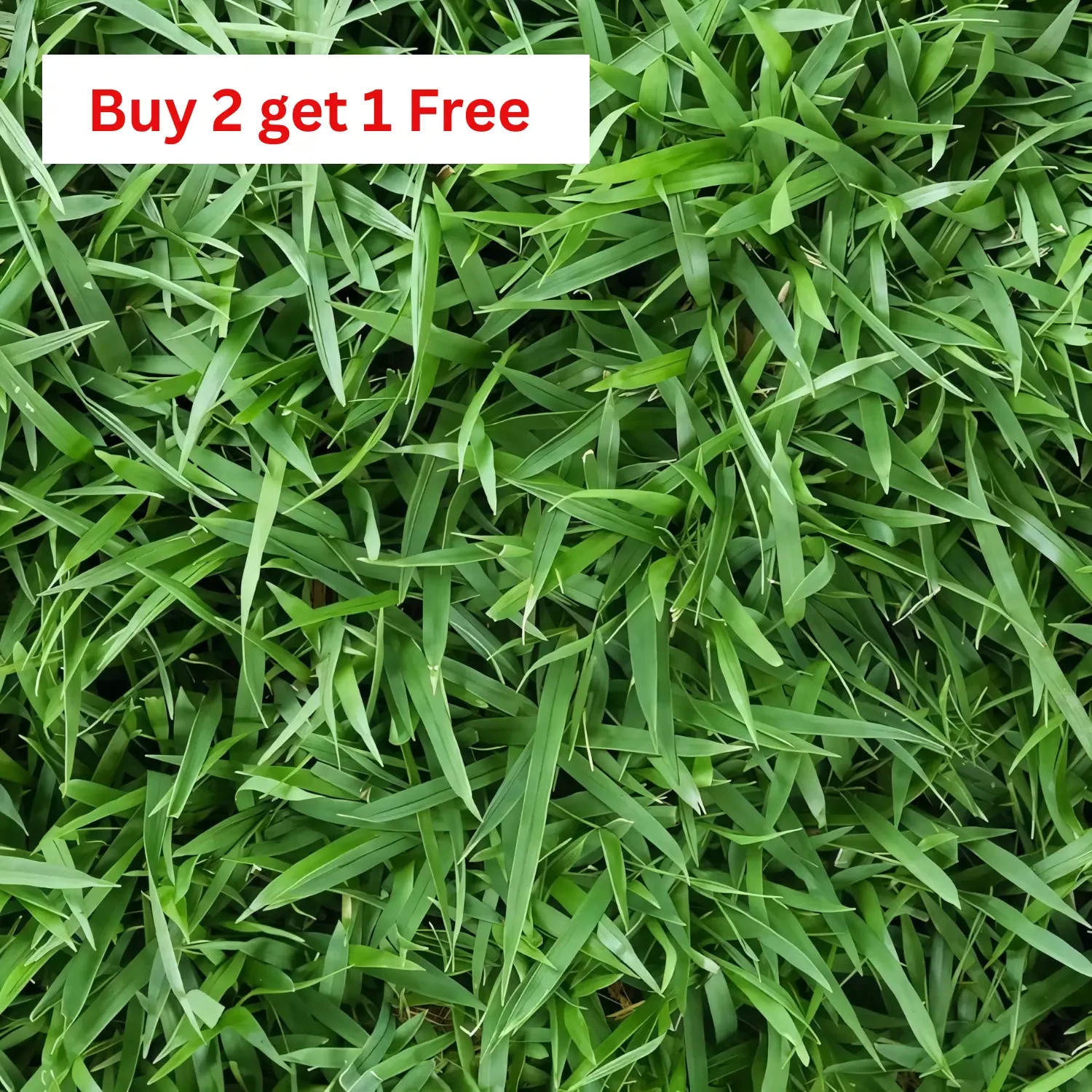 Zenith Zoysia Grass Seed Starter Kit – Over 5,000 Seeds for a Lush, Thriving Law