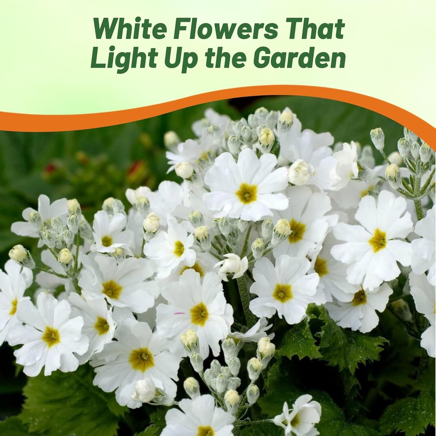 1000 Seeds Fairy Primrose Seeds – Primula Malacoides White Flower Seeds