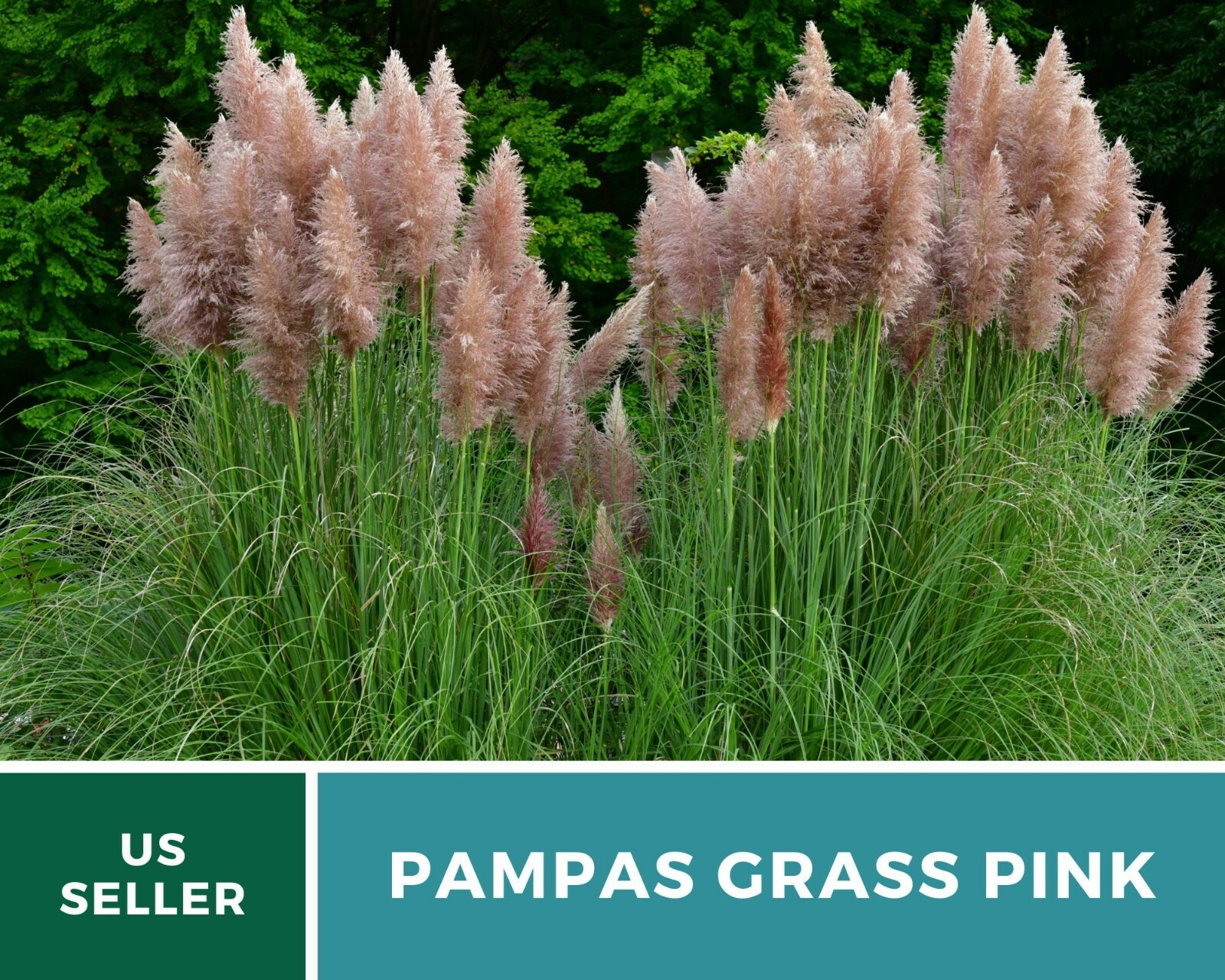 Pampas Grass, Pink – 100 Seeds (Cortaderia selloana)