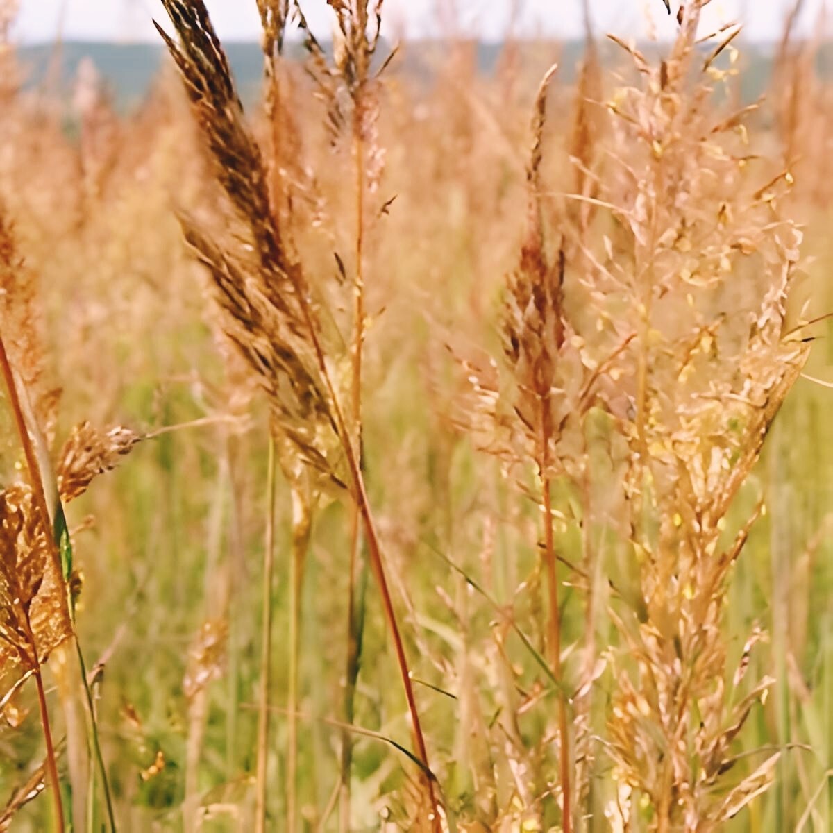 1000 INDIAN GRASS Seeds Native Prairie Wildflower Ornamental