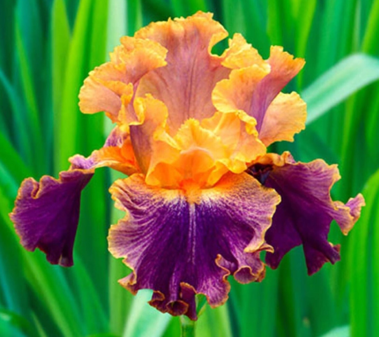 50 Heirloom Iris Seeds Fragrant Flower Plant (much less money than bulbs)
