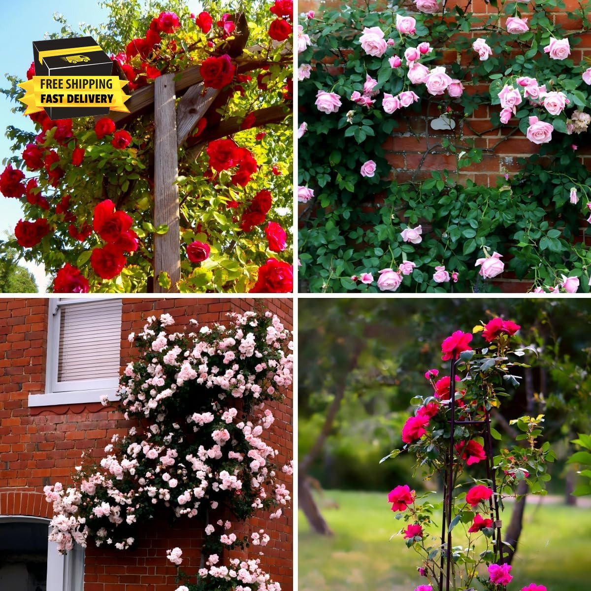 Carpetc 250+ Mixed Climbing Rose Seeds for Planting, Rosa Hybrid Rambling Vine w