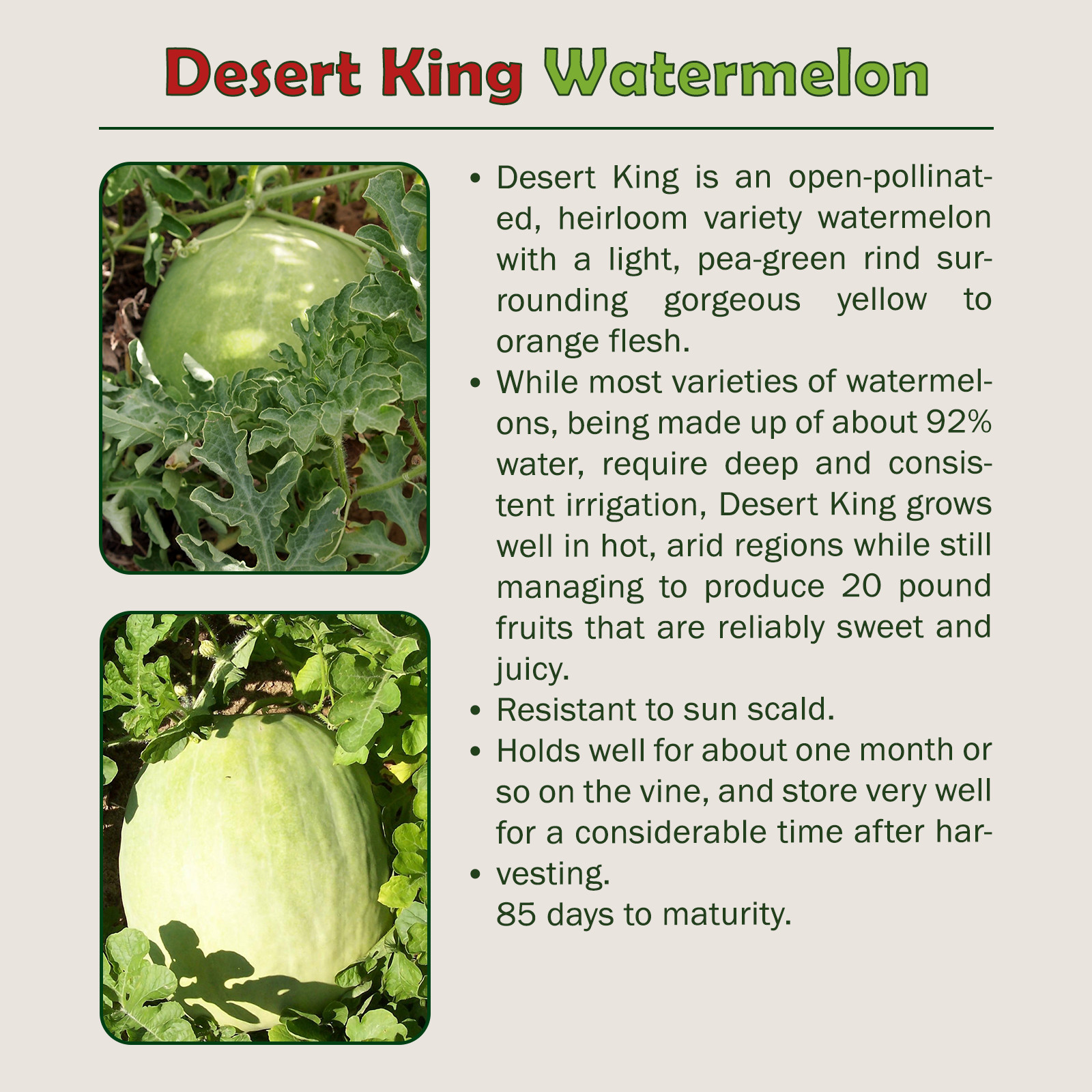 10 Desert King Watermelon Seeds, Heirloom, Non-GMO, Genuine USA