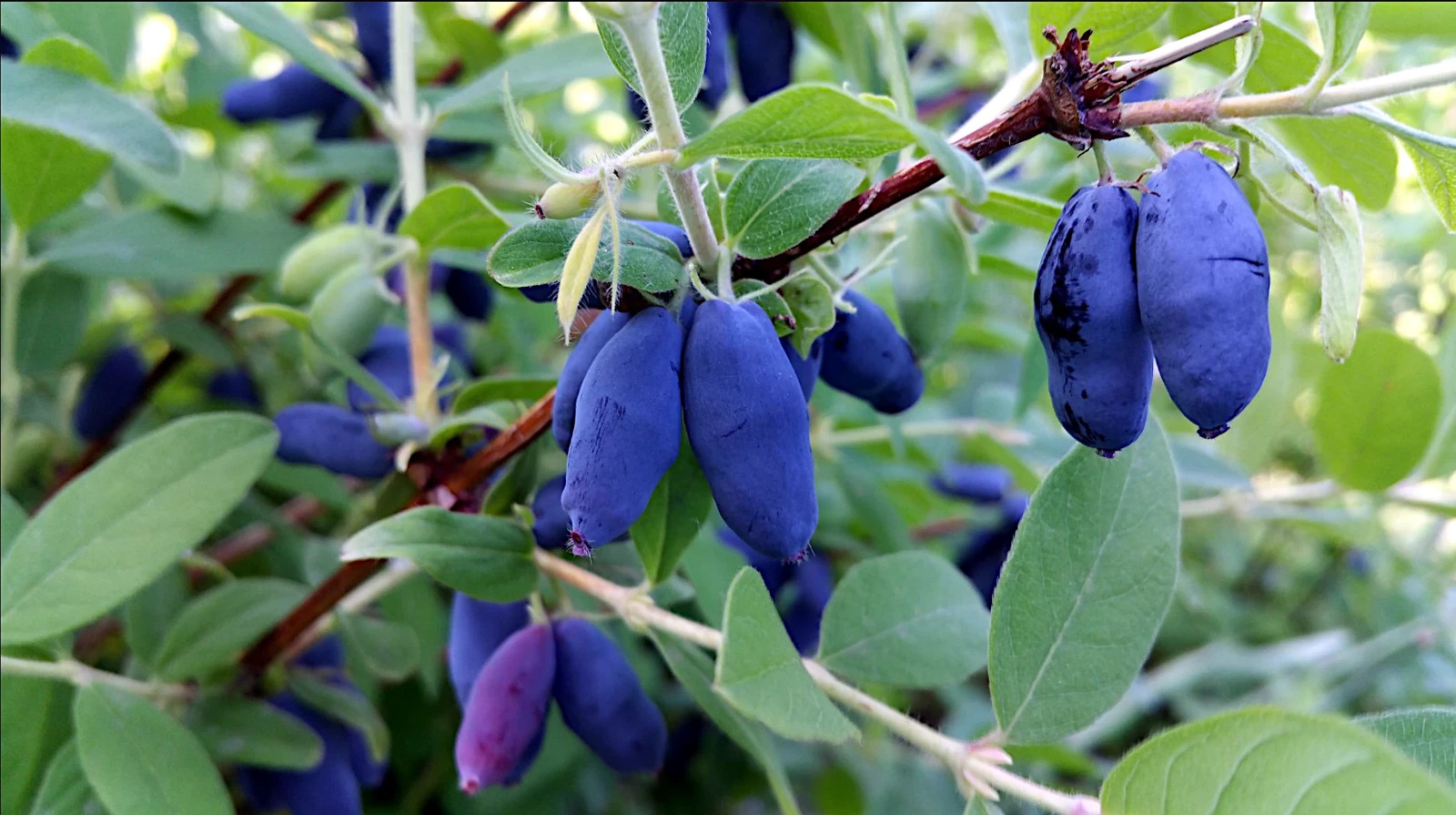 Honeyberry Seeds (Lonicera caerulea) Blue Honeysuckle Fruit Shrub Zone 2 Hardy