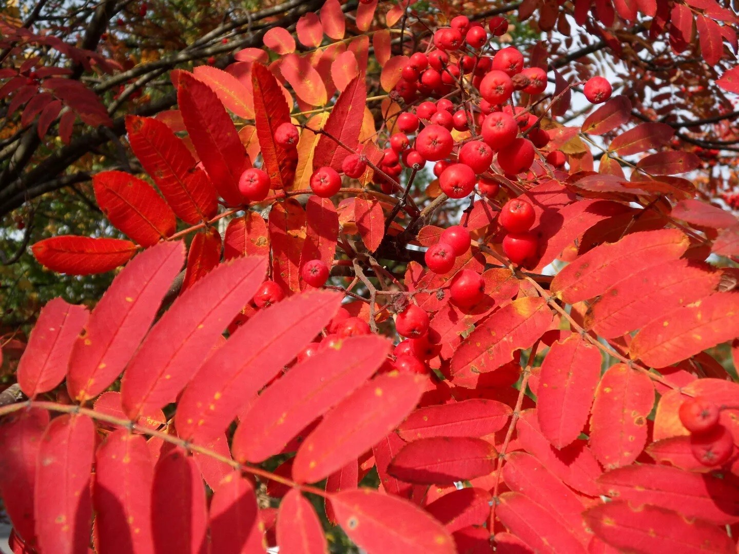 10+ Rowan European Mountain Ash Plant Tree Seeds (Fast Fall Color) Sorbus aucupa