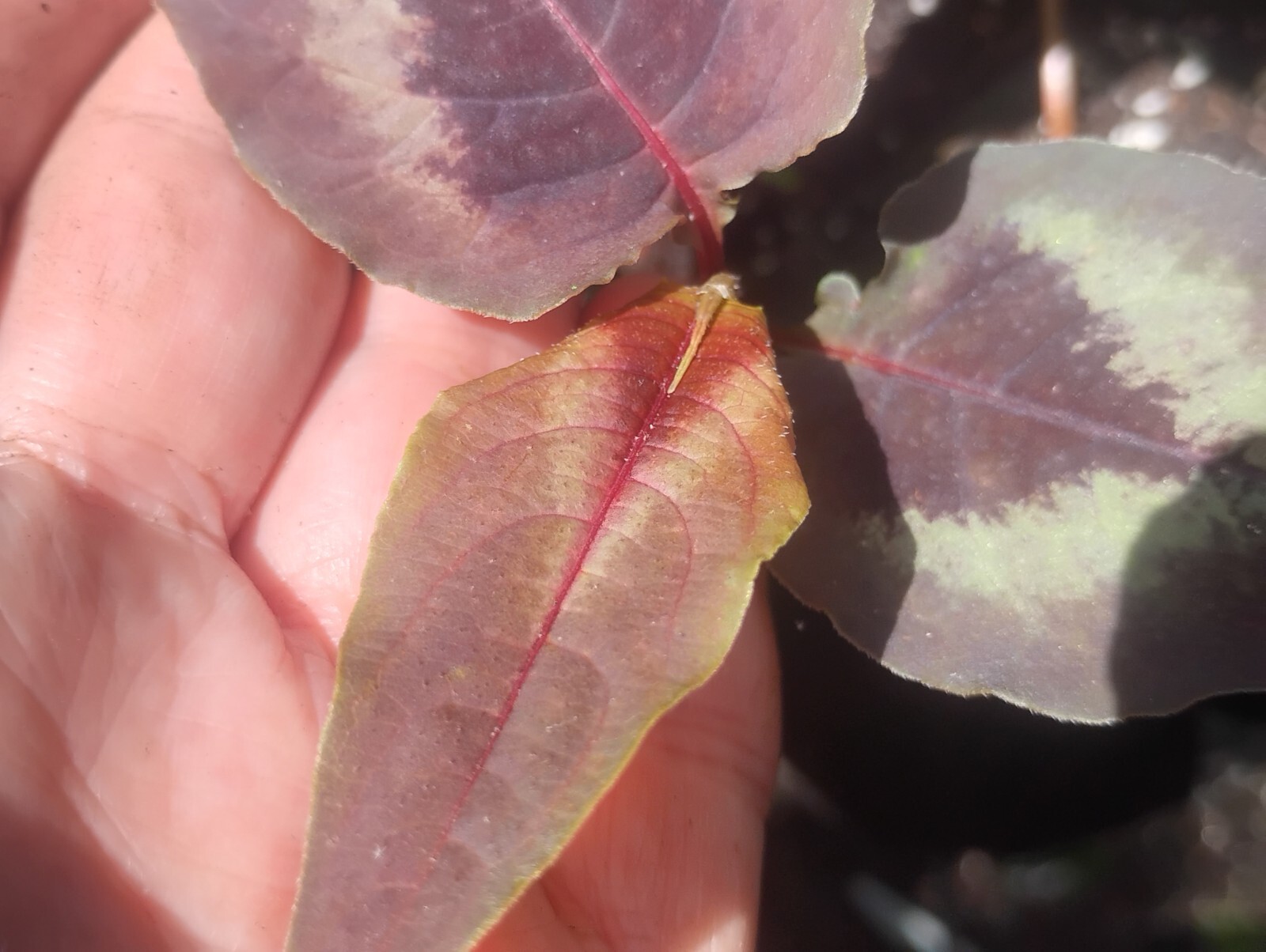 SET 2 UNIQUE. EVER-CHANGING COLORS! RED DRAGON PER. PRETTY EASIEST GROWER