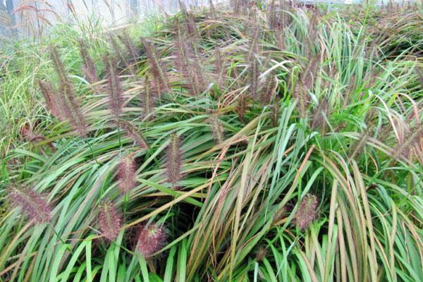 Pennisetum alopecuroides Viridescens | Black Fountain Grass | 10 Seeds