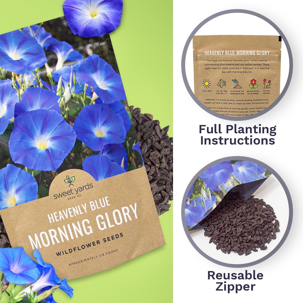 Morning Glory Seeds Heavenly Blue Bulk 1/4 Pound Bag Over 4,000 Fresh Flowe…