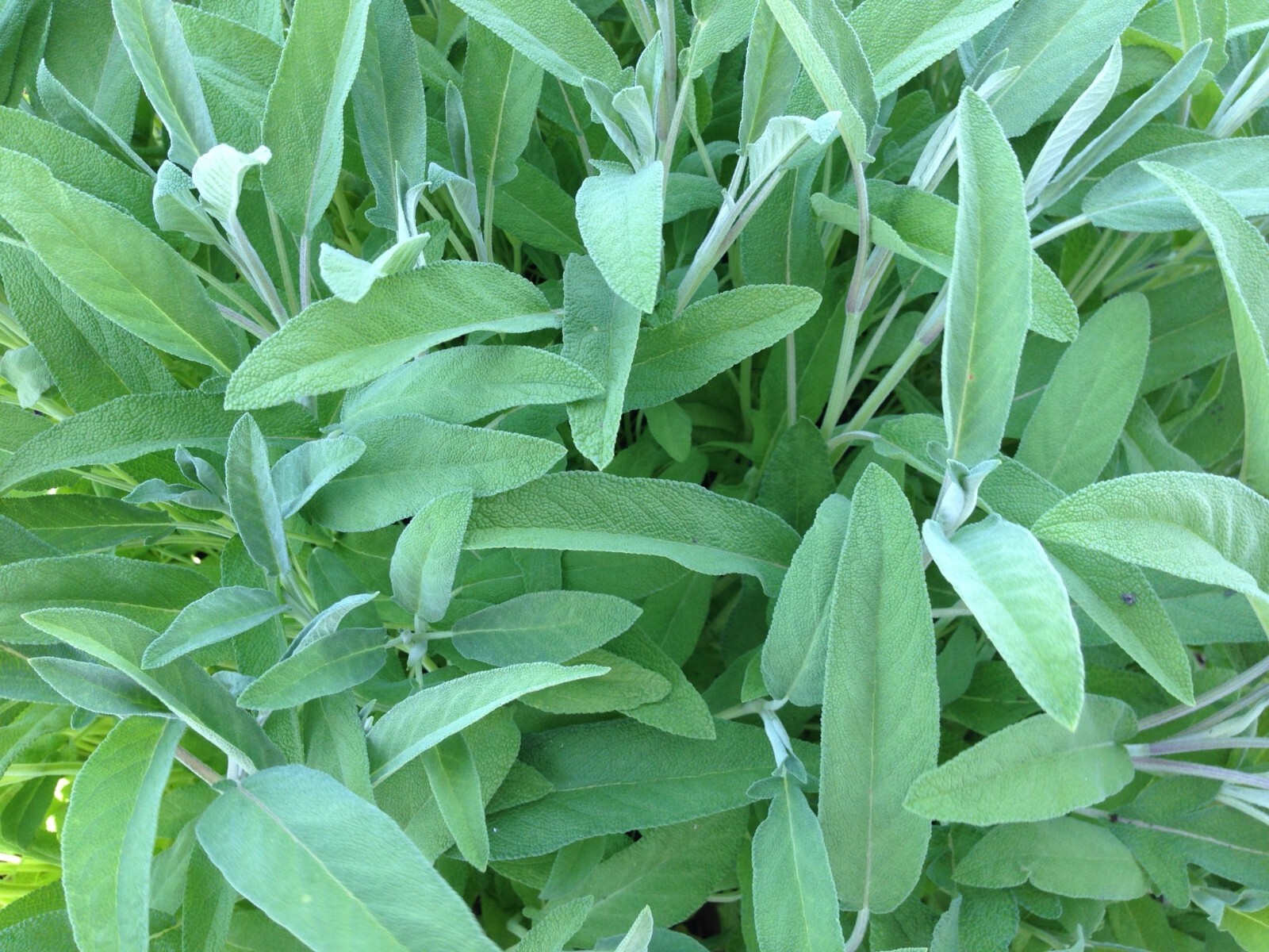 Sage Seeds | Repels Mosquito Deer Herb Non-GMO Heirloom Autumn Perennial