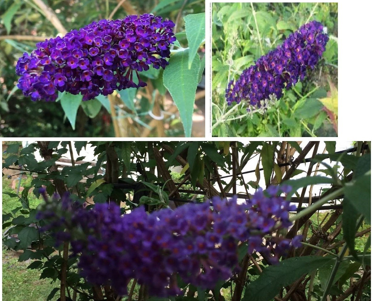 #50 Special Listing For 7 Different Kinds Of Butterfly Bush Seeds
