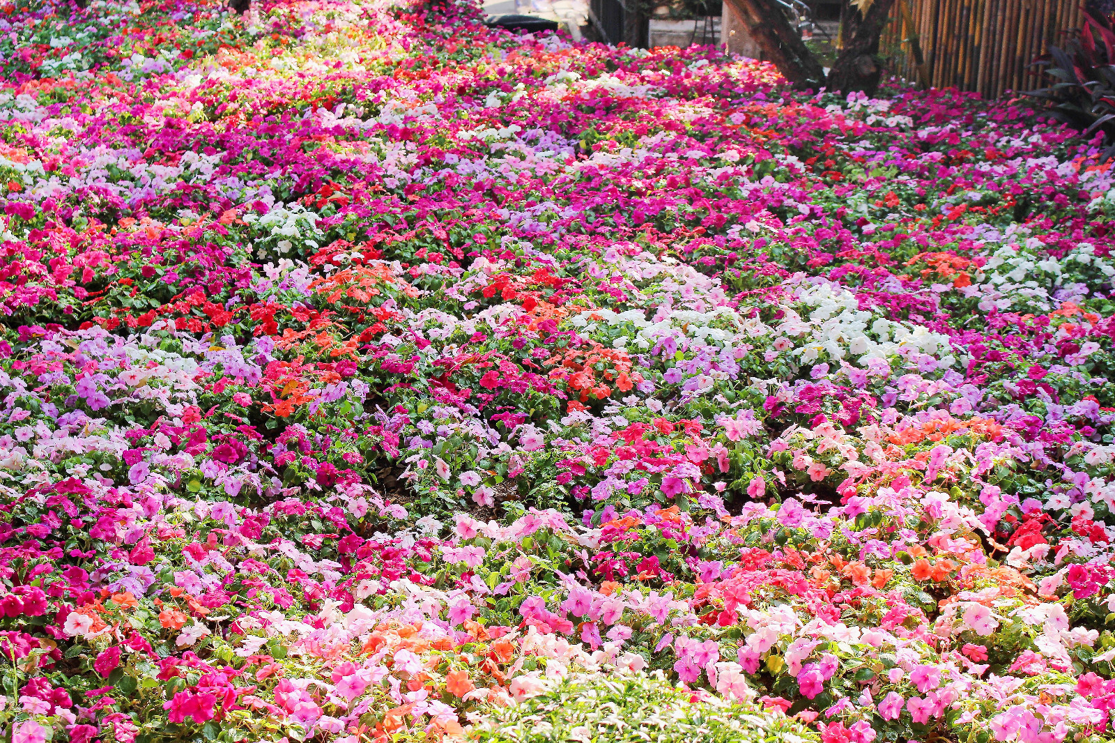 50 MIXED COLORS DWARF IMPATIENS Walleriana Red Pink Orange Shade Flower Seeds