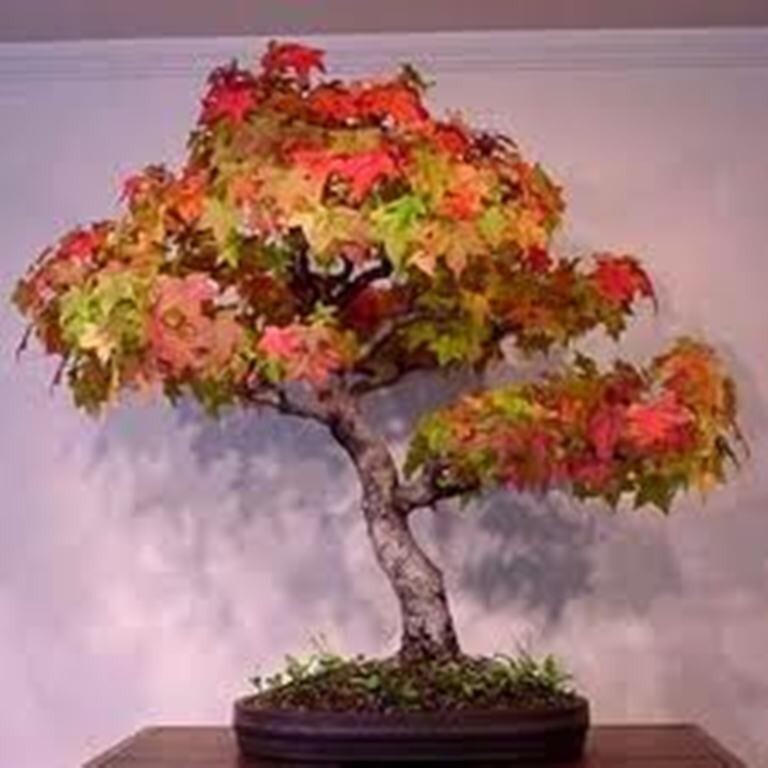 50 TREE SEEDS: Red Maple (Acer rubrum) | USA SELLER – Hand picked April 2025