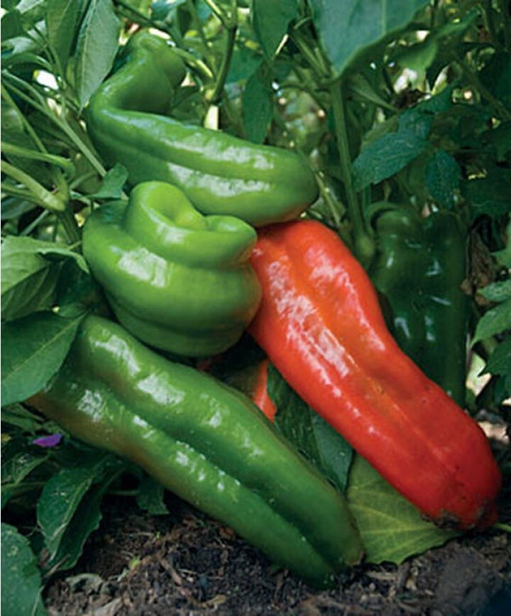 25 Pepper Seeds Giant Marconi Hybrid Sweet Pepper F1