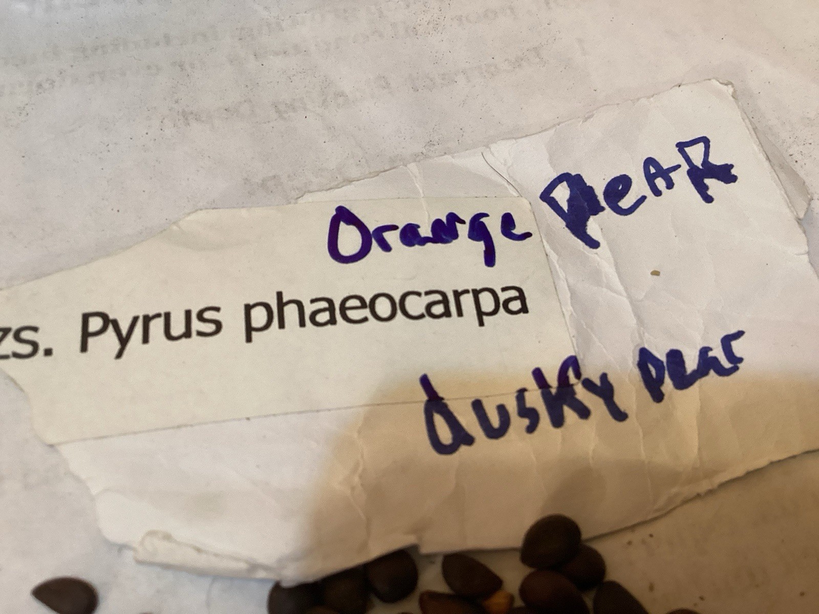 Dusky Pear Tree Seeds (PYRUS PHAEOCARPA) (Orange Pear)