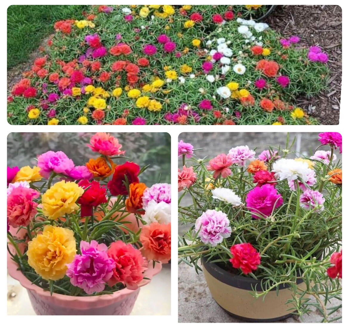 1000+ SEEDS MOSS Rose Double Mix Color – Portulaca grandiflora Buy2Get1FREE!