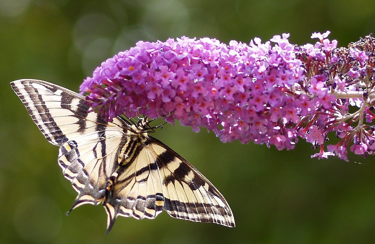 BUTTERFLY BUSH LAVENDER, 310 SEEDS, BUDDLEIA DAVIDII,*beautifully scented*HARDY