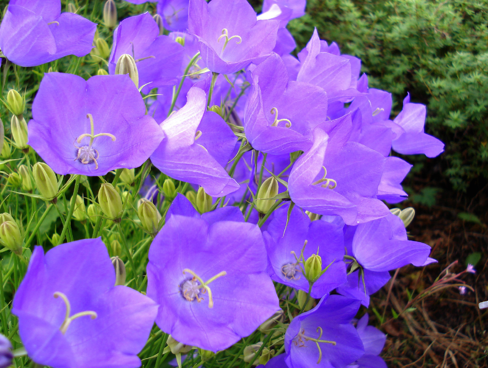 bellflower, tussock (CAMPANULA) lavender blue flower, 560 seeds! GroCo*