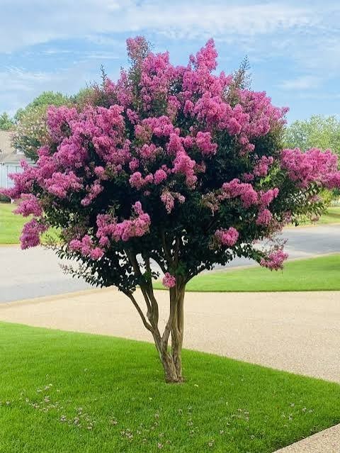 500 Premium Crepe Myrtle Tree Seeds – Easy to Grow – Free Growing Guide Included