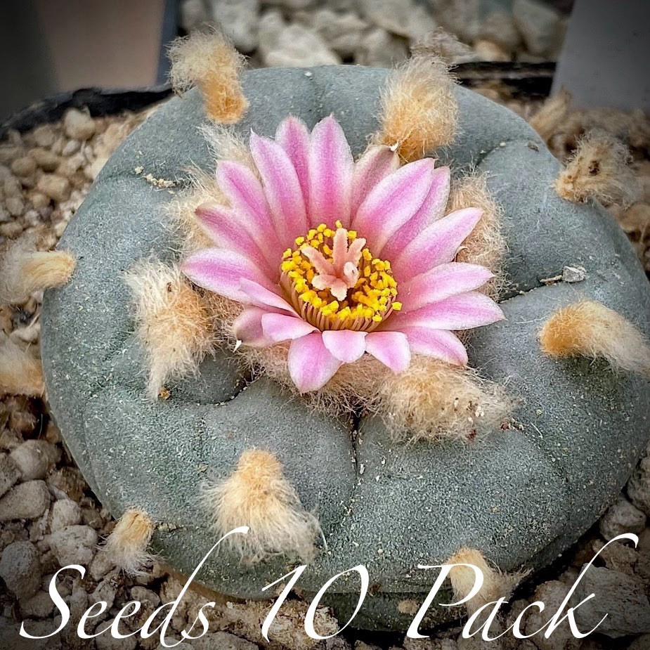 RARE SEEDS (10pk) w…v. Siete Zacatecas x10 (Ten) Cactus US SELLER