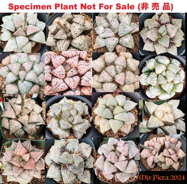 100 seeds – Haworthia picta Hybrid mixed seeds from 2024, HYBD-1002-2024