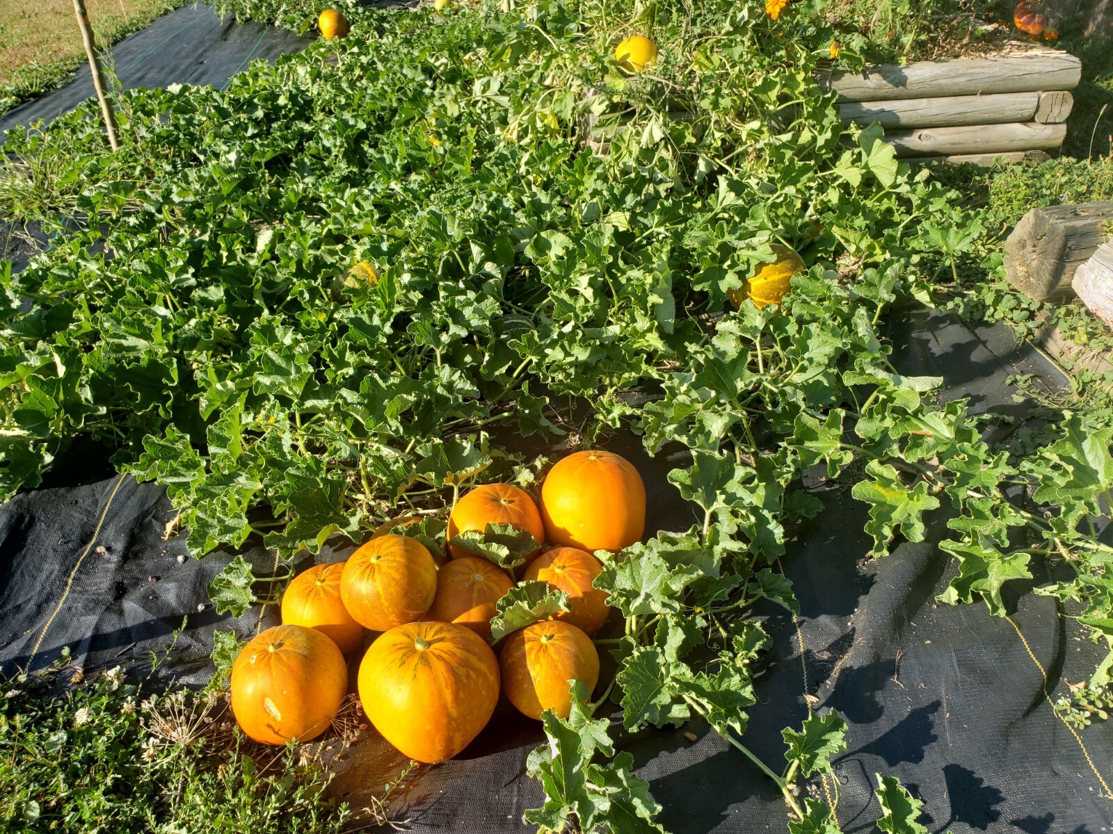 White Lion Green Orange Fleshed Melon Seeds! RARE Small Sweet Heirloom -Tracking