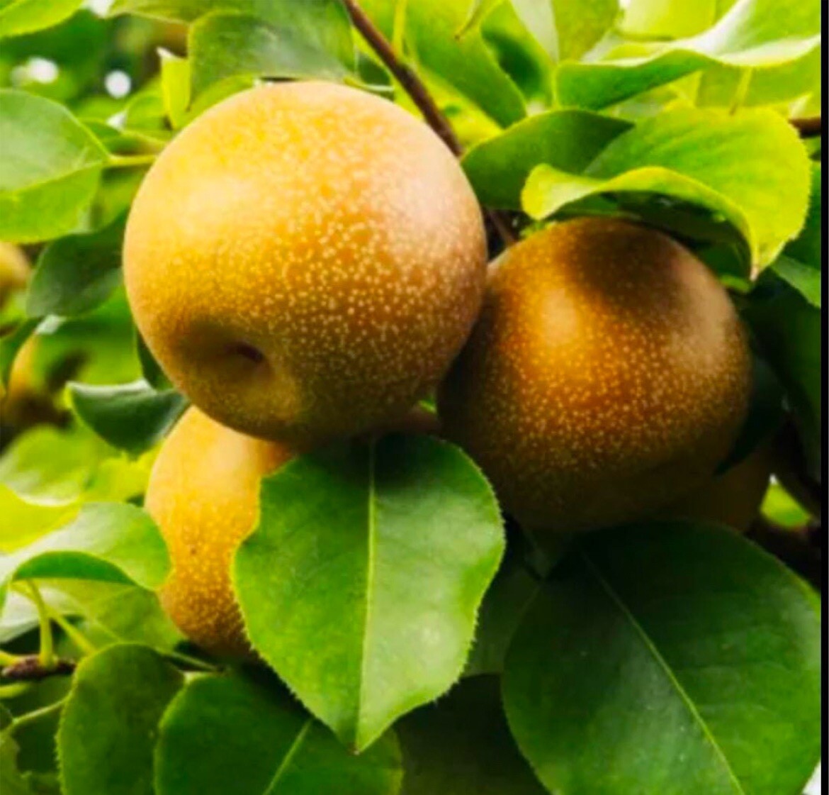 4-5 ft tall Shinko Asian Pear Pyrus pyrifolia ‘Shinko’, not for California