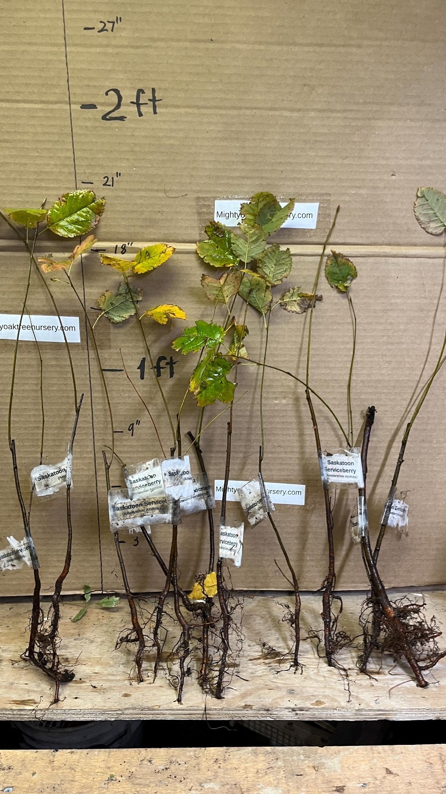 Saskatoon Serviceberry 8-12″ tall 1-2 y.o. (Amelanchier) Bare Root Juneberry