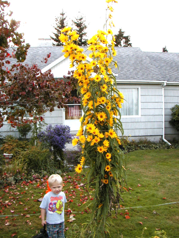 sunflower, MAXIMILIAN PERENNIAL yellow 115 seeds GroCo – BUY ANY 10 – SHIPS FREE