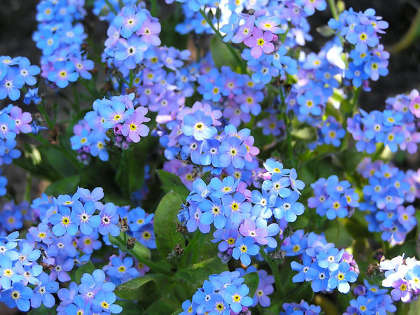 305 SEEDS – forget-me-not CHINESE BLUE flower GroCo – BUY 15=SHIPS FREE