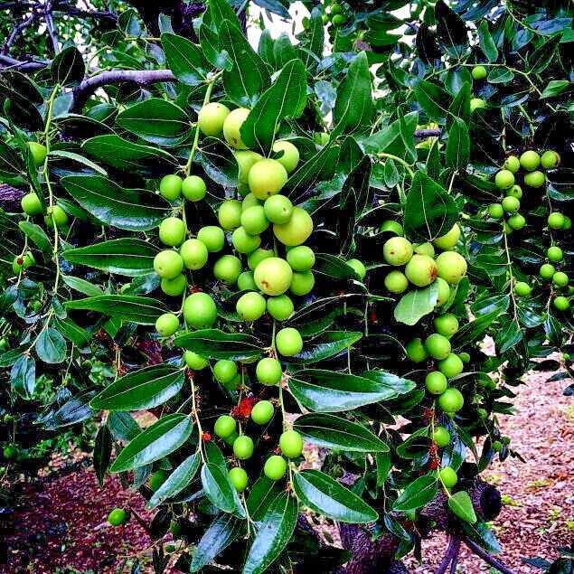 10 JUJUBE FRUIT TREE SEEDS RED CHINESE DATE INDIAN PLUM Superfruit Fast Hardy