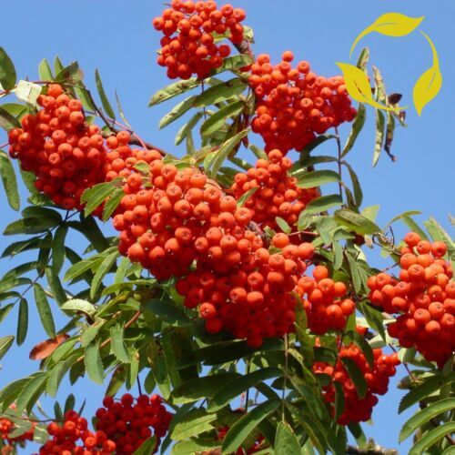 10+ Rowan European Mountain Ash Plant Tree Seeds (Fast Fall Color) Sorbus aucupa