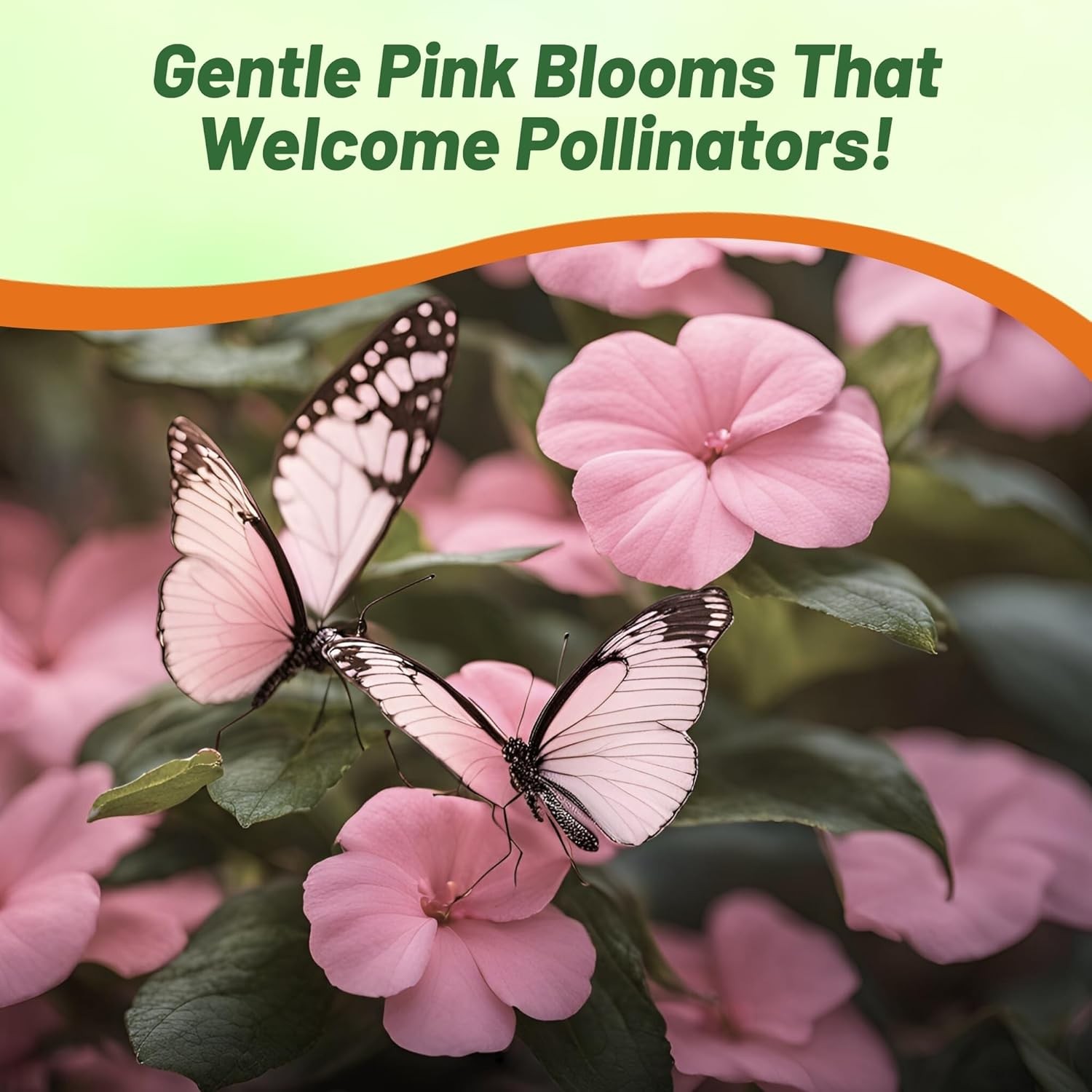 2000 Seeds Impatiens Seed – Impatiens Walleriana Baby Pink Flower Seeds