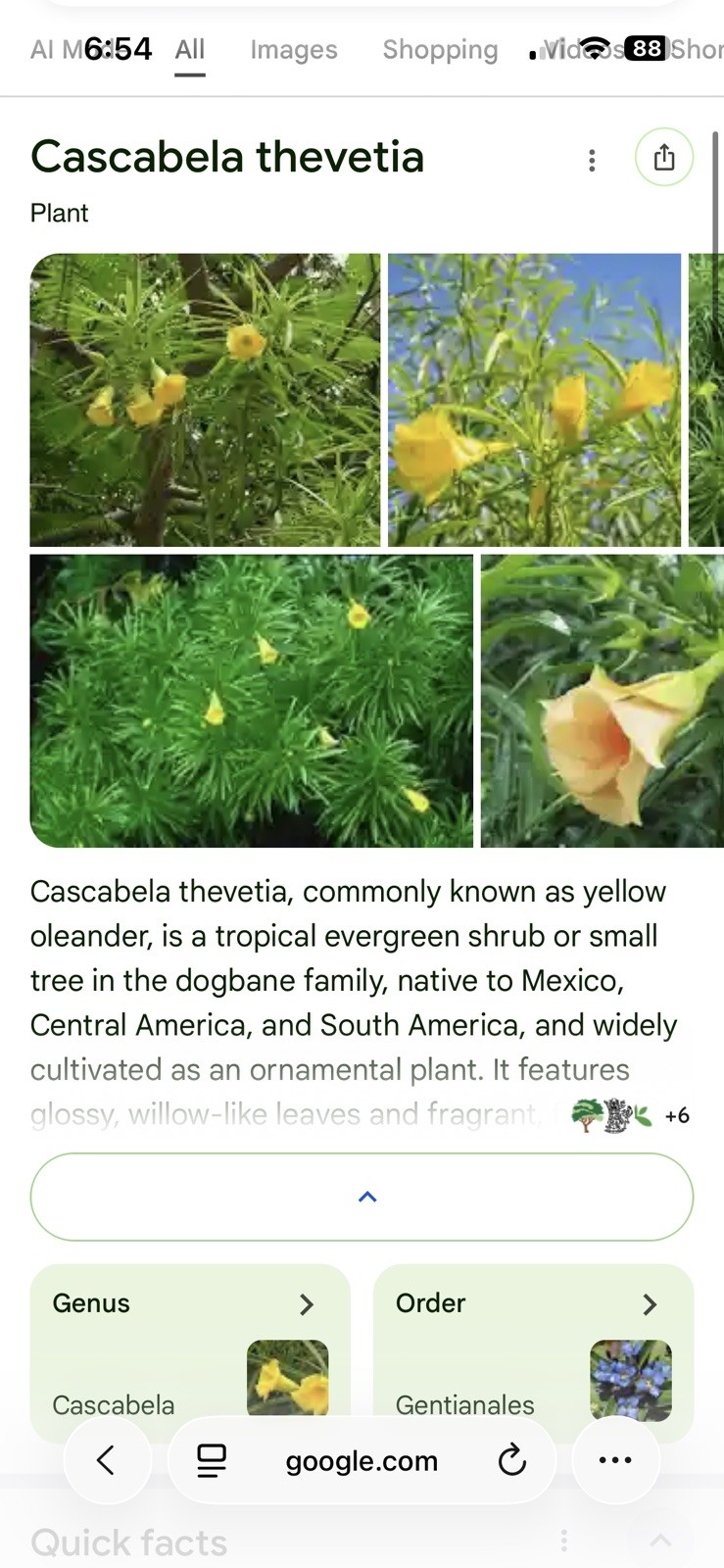 5x seeds – Lucky Nut, Yellow Oleander, Cascabela thevetia