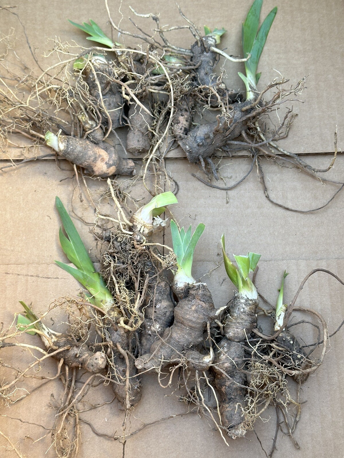12 Bulbs Of Iris -Purple Flower Fresh Bulbs