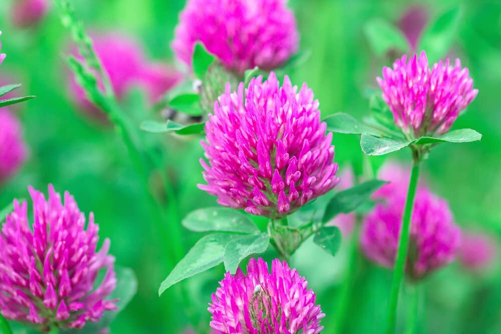 Red Clover Seed – 2 Pounds – Great from Food Plot, Cover Crop, Pasture Mix