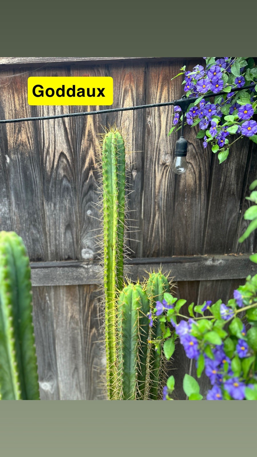 THE FULL PACK! UNIQUE AND RARE T.ECHINOPSIS HYBRIDS.