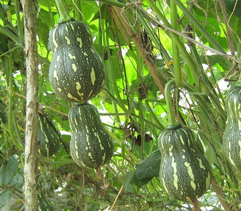 Striped Butternut Squash Seeds,Hạt Giống Bí Hạt Đậu F1 – NON-GMO