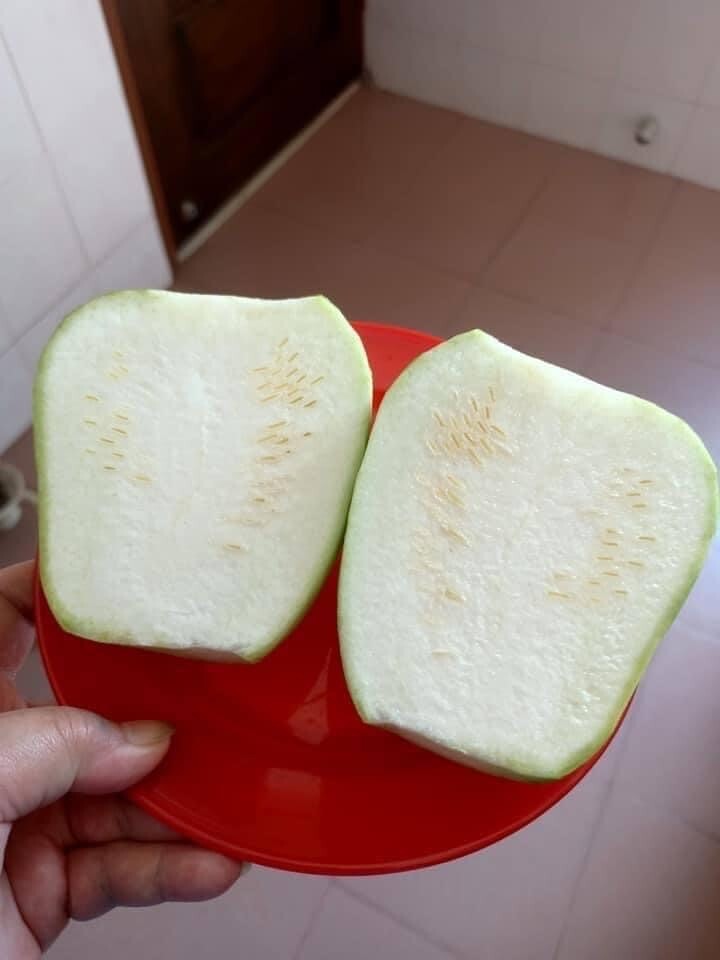 5 PCS TAIWAN APPLE LUFFA F1 SUPER SWEET , 蘋果絲瓜, MƯỚP TÁO GIÒN NGỌN