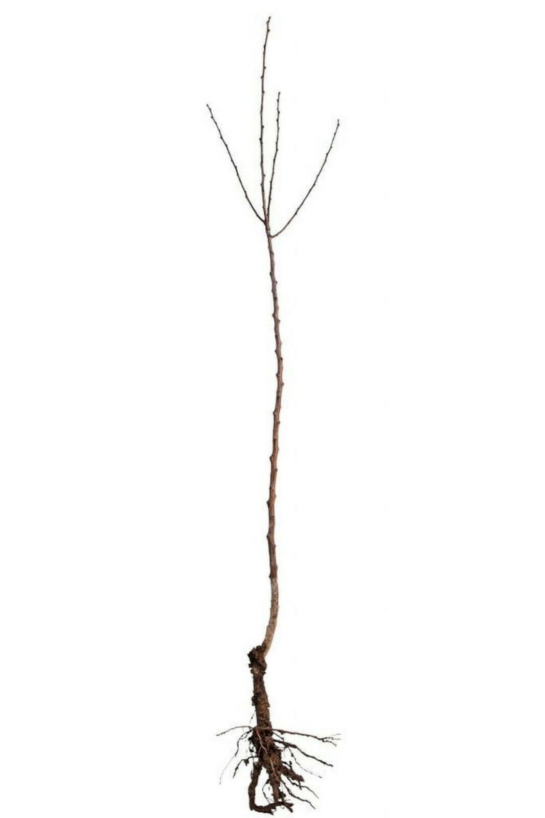 Waltana apple tree grafted 5x5x12 inches pot size 1 year old
