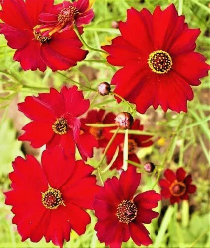 500 DWARF RED PLAINS COREOPSIS SEEDS | 2026 SALE FREE SHIPPING NON GMO HEIRLOOM