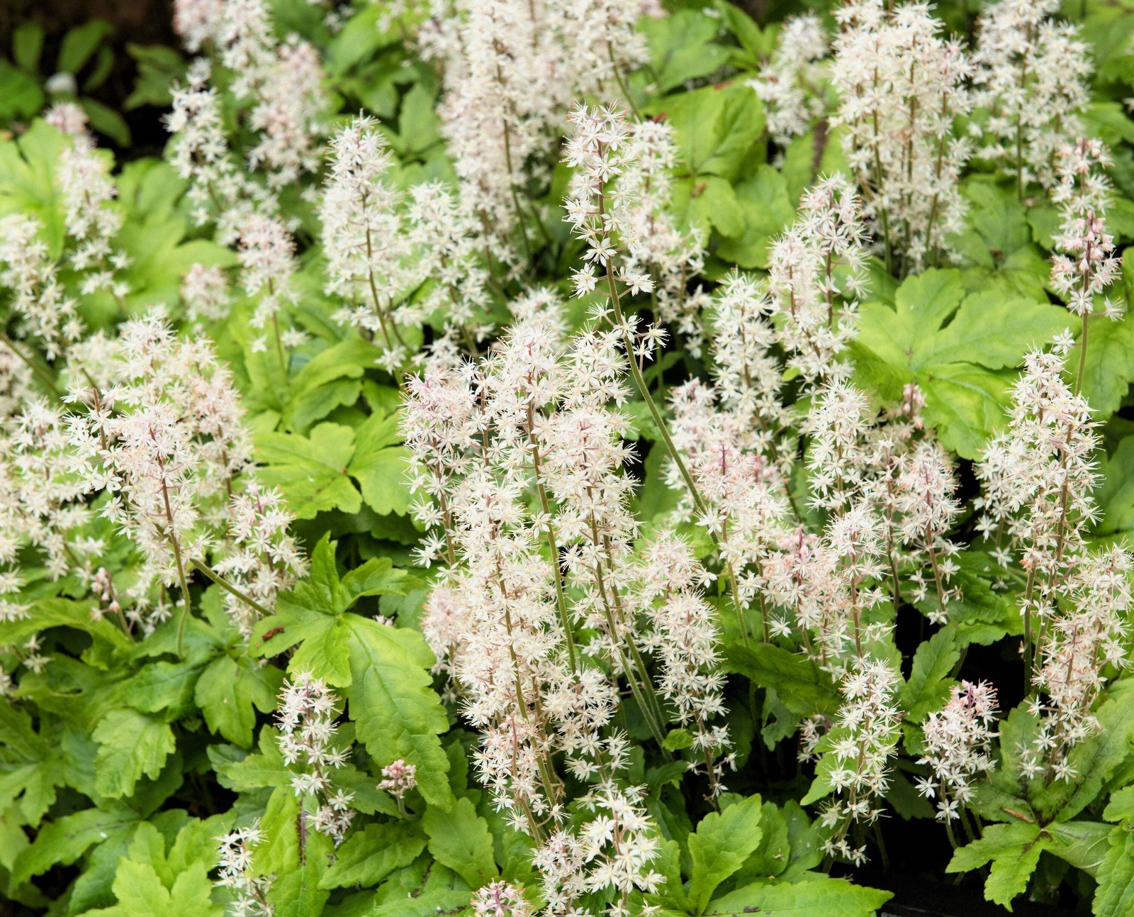 20 SUGAR SCOOP FOAMFLOWER White Tiarella Trifoliata Laceflower Flower Seeds
