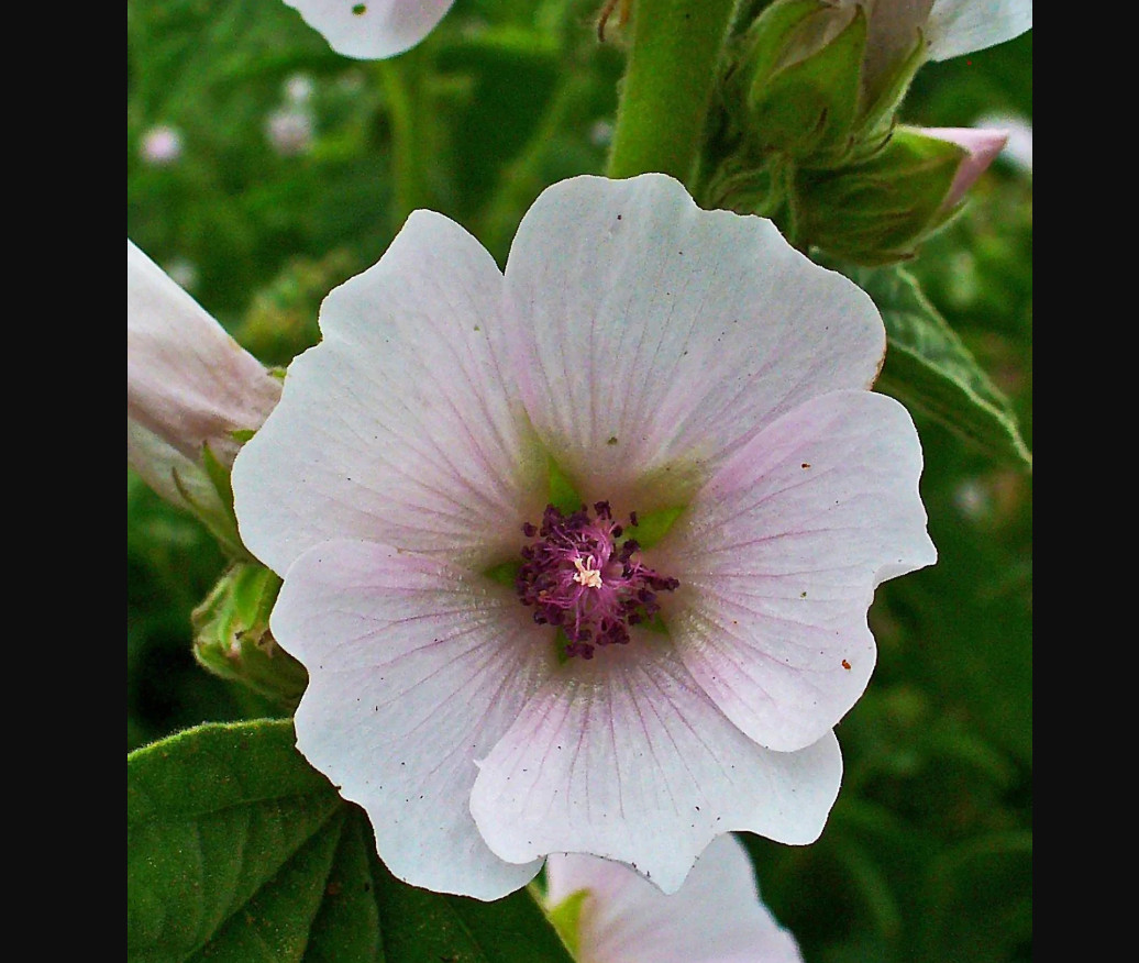 30 seeds| Marshmallow Flower seeds #6002