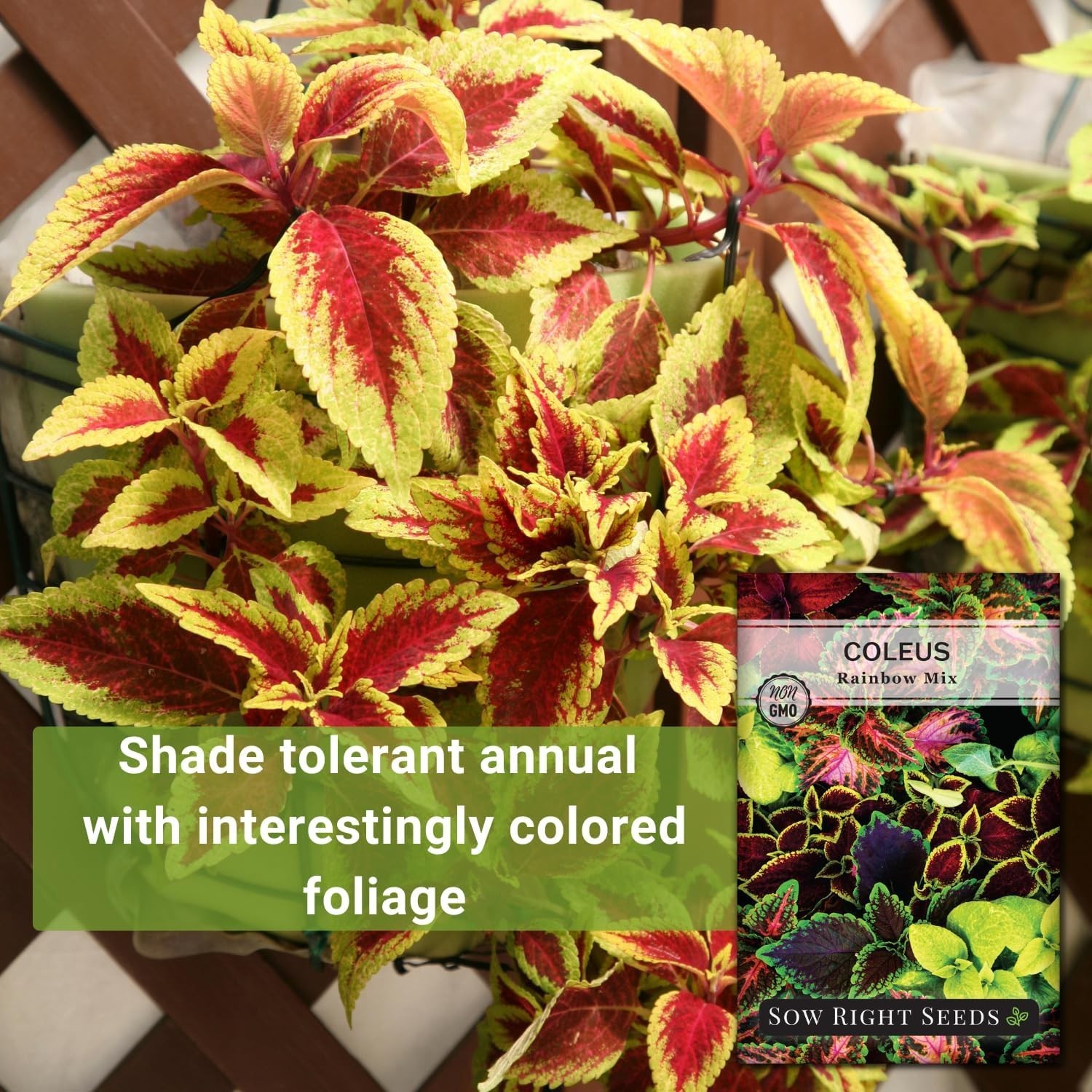 Beautiful Coleus Rainbow Mix Seeds – Indoor/Outdoor Gardening Delight