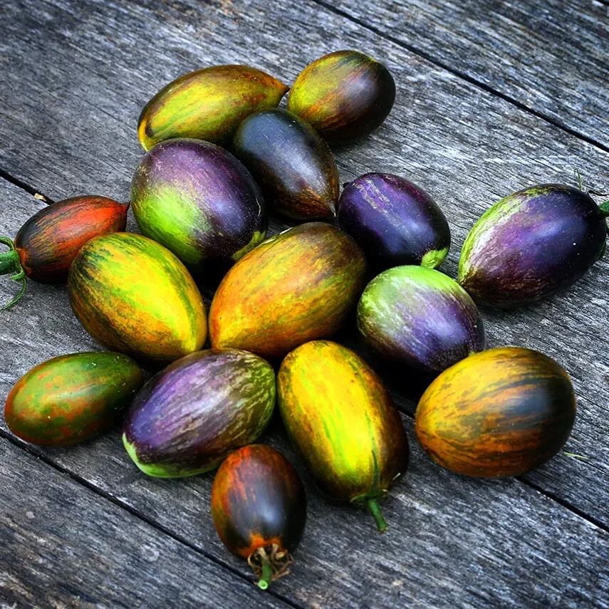 Brad’s Atomic Grape Tomato Seeds (Solanum lycopersicum) RARE Heirloom NON GMO