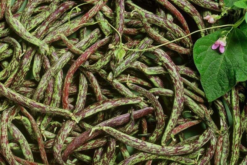 Rattlesnake Pole Bean Seeds