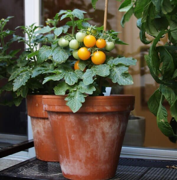 Orange Hat Yellow or Tiny Tim red – Dwarf Micro Tomato seeds – Heirloom/GMO FREE