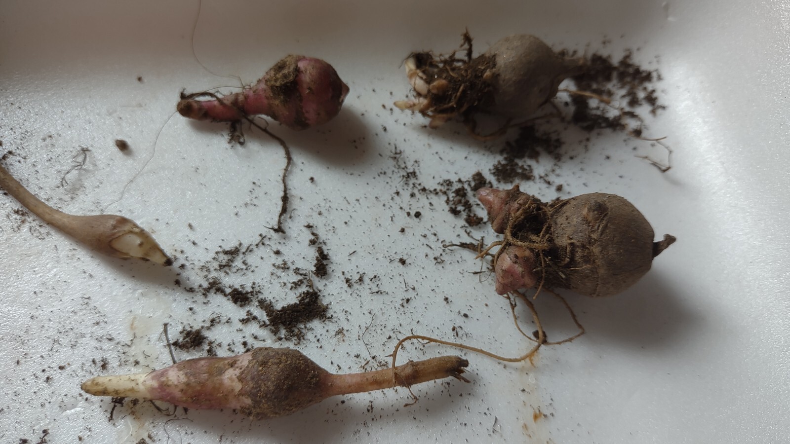 10 Very Small red organic Jerusalem Artichoke Tubers FOR PLANTING